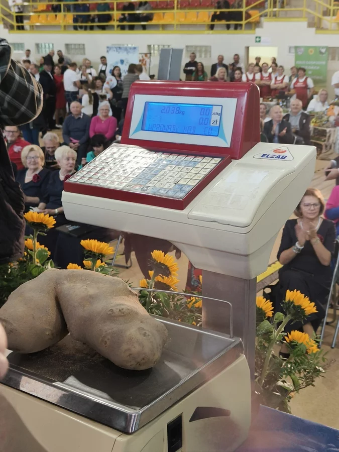Największa wielkopolska pyra wyrosła w powiecie konińskim
