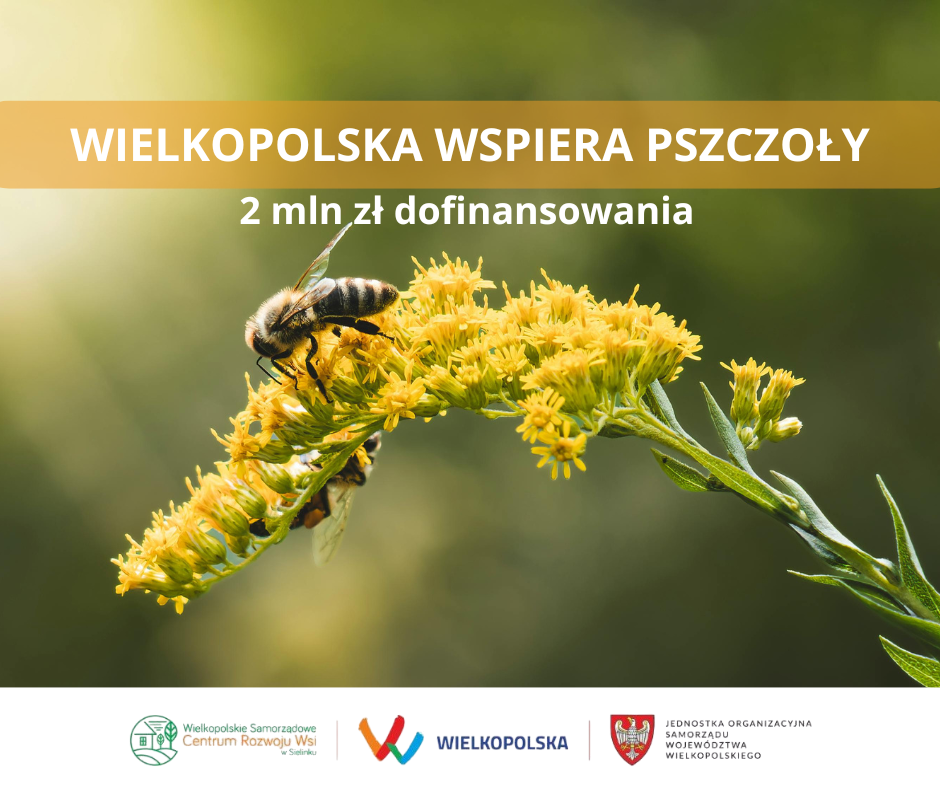 Wielkopolska stawia na pszczoły - miliony dla pszczelarzy 