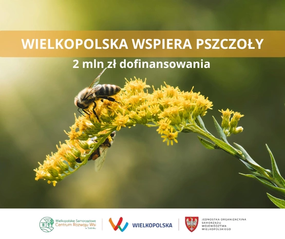 Wielkopolska stawia na pszczoły - miliony dla pszczelarzy 